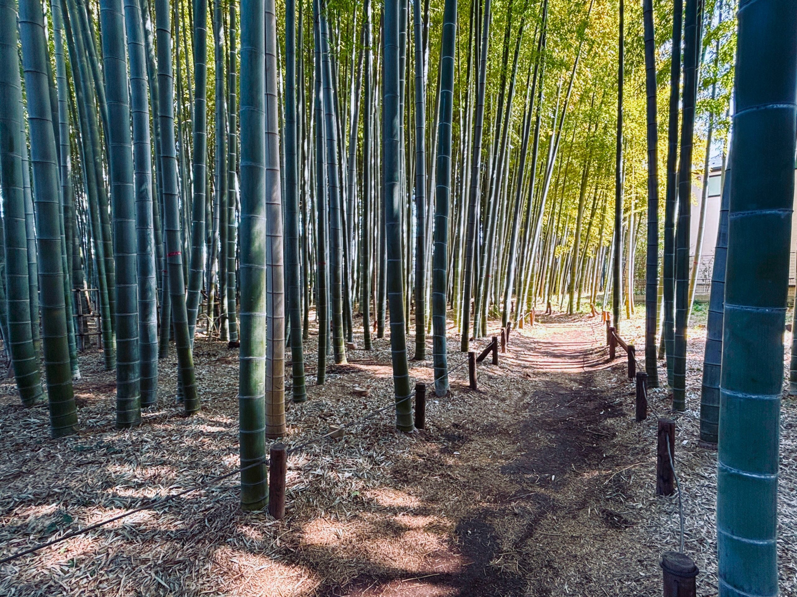  Mundial Team JP28.5 公園で散歩のみ。美品です。 東京街散歩】 ～世田谷区編②～ 喜多見5-21遊び場 - 東京ディスプレイWEB